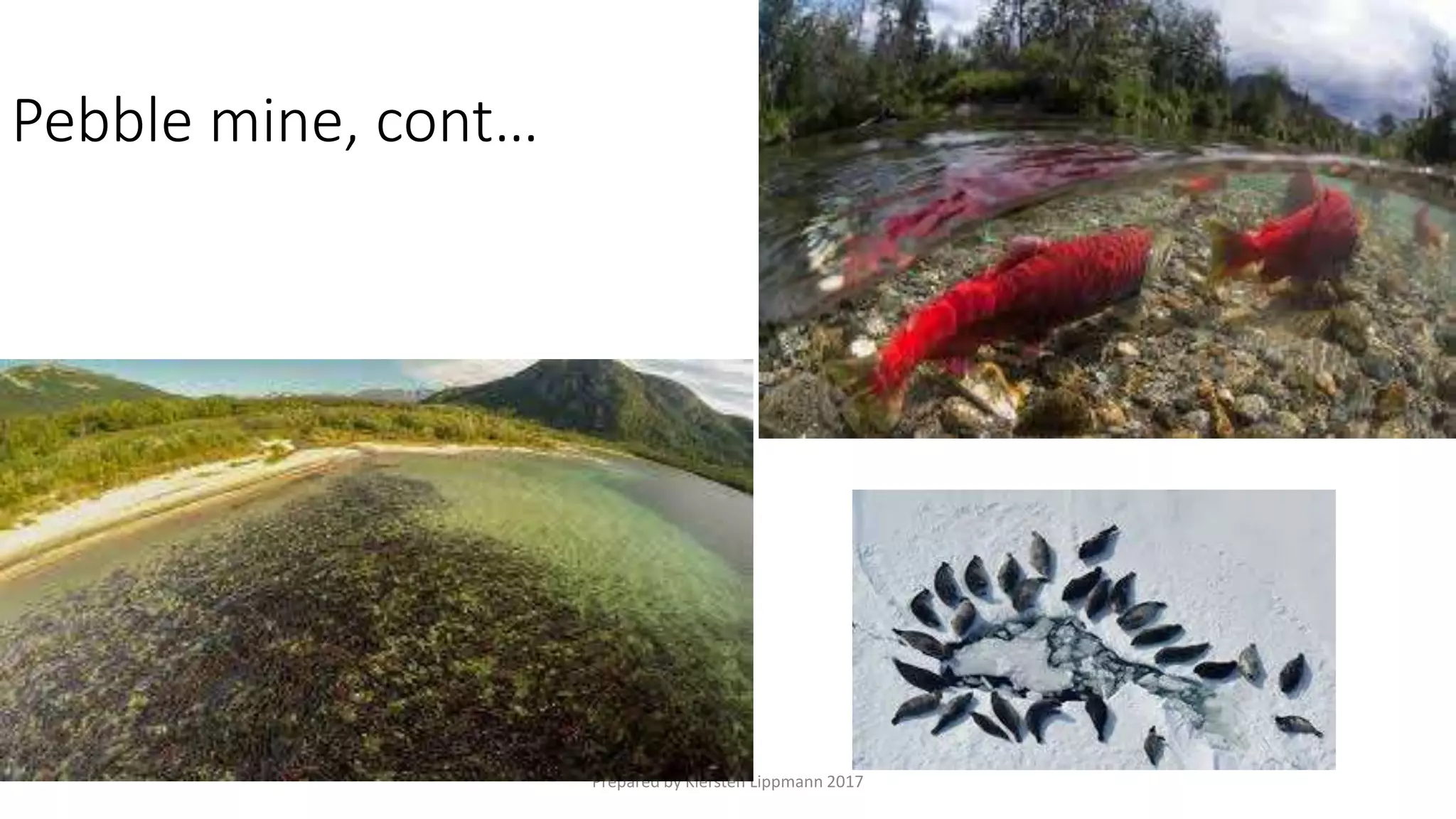 Prepared by Kiersten Lippmann 2017
Pebble mine, cont…
 