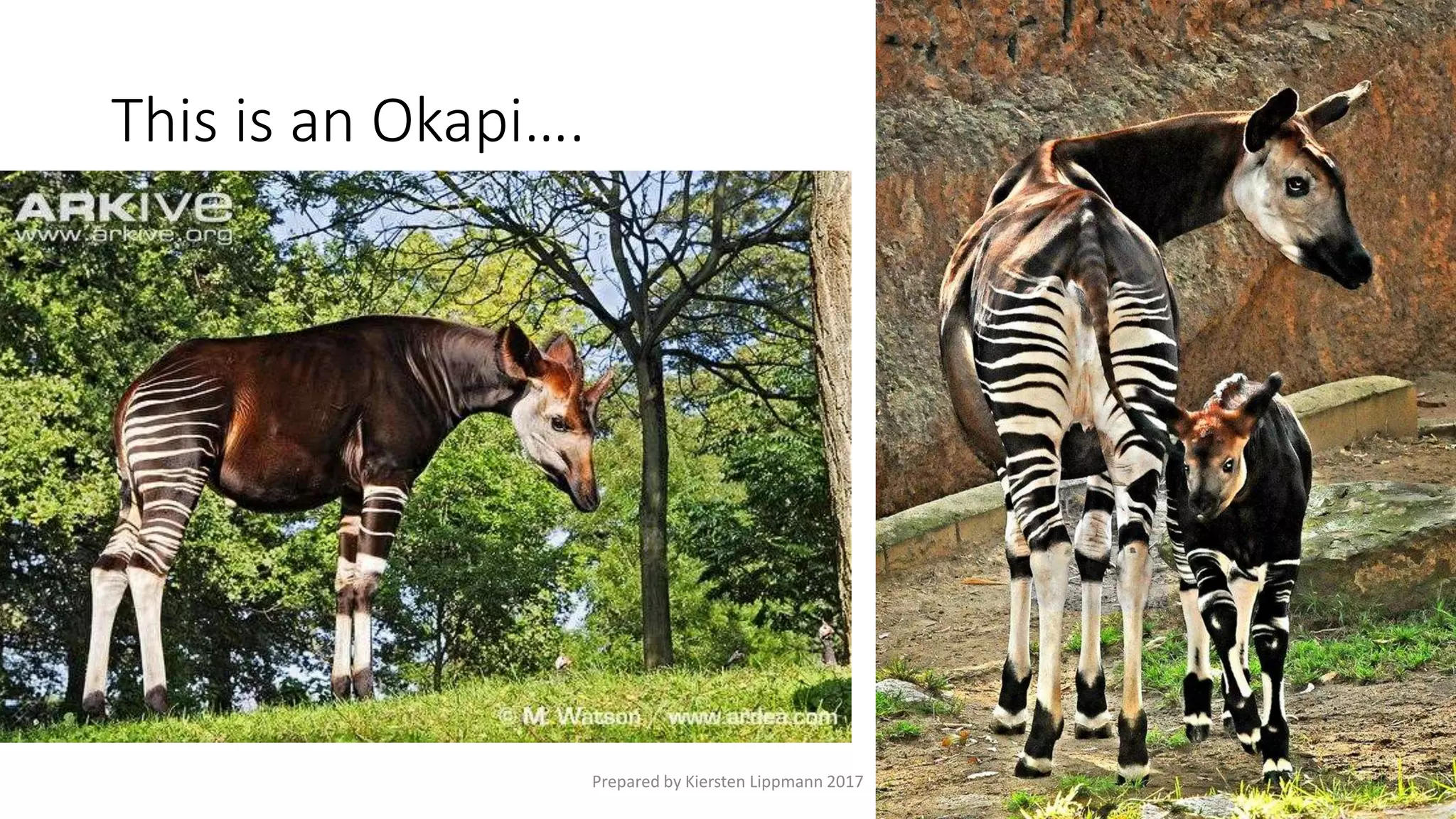 This is an Okapi….
Prepared by Kiersten Lippmann 2017
 
