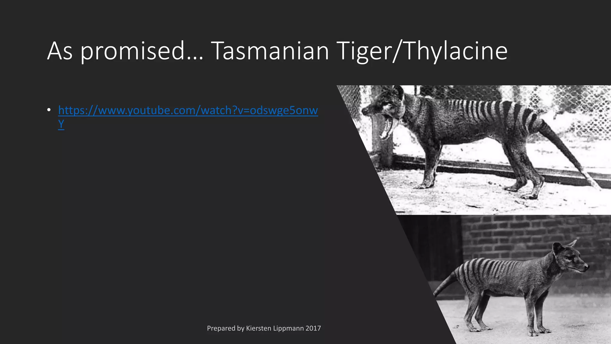As promised… Tasmanian Tiger/Thylacine
• https://www.youtube.com/watch?v=odswge5onw
Y
 