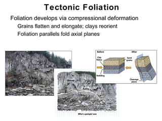 Tectonic Foliation
• Foliation develops via compressional deformation
   • Grains flatten and elongate; clays reorient
   • Foliation parallels fold axial planes




                                                     Chapter
                                                         11
 