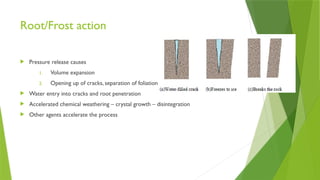 Root/Frost action
 Pressure release causes
1. Volume expansion
2. Opening up of cracks, separation of foliation
 Water entry into cracks and root penetration
 Accelerated chemical weathering – crystal growth – disintegration
 Other agents accelerate the process
 