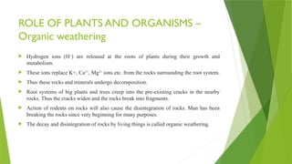 ROLE OF PLANTS AND ORGANISMS –
Organic weathering
 Hydrogen ions (H+
) are released at the roots of plants during their growth and
metabolism.
 These ions replace K+, Ca2+
, Mg2+
ions etc. from the rocks surrounding the root system.
 Thus these rocks and minerals undergo decomposition.
 Root systems of big plants and trees creep into the pre-existing cracks in the nearby
rocks. Thus the cracks widen and the rocks break into fragments.
 Action of rodents on rocks will also cause the disintegration of rocks. Man has been
breaking the rocks since very beginning for many purposes.
 The decay and disintegration of rocks by living things is called organic weathering.
 