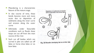 Meandering is a characteristic
feature of the mature stage.
 In due course of time, these
bends become more and more
acute due to deposition of
sediments along the inner curve
and erosion along the outer
curve
 Ultimately under favourable
conditions such as floods these
loops are cut off from the main
course of the river.
 Such cut off bodies which are
curved in plan are called cut off
lakes or horse shoe lakes or ox
bow lakes
 