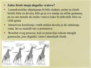 Zašto žirafe imaju dugačke vratove?
Lamarksističko objašnjenje bi bilo sledeće: pošto su žirafe
brstile lišće sa drveća, bilo ga je sve manje na nižim granama,
pa su one morale da istežu vratove kako bi dohvatile lišće sa
viših grana
Intenzivno korišćenje vratih mišića dovelo je do izduženja
vrata, što se nasleđivalo u potomstvu
Rezultat ovog procesa, koji se ponavljao tokom mnogih
generacija, jesu dugački vratovi današnjih žirafa
 