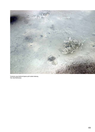 103
Tumbuhan yang diselimuti lapisan putih ubahan belerang.
Foto: Budi Brahmantyo
 