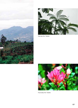 107
Pucuk cantigi. Foto: T. Bachtiar
Paku tiang. Foto: T. Bachtiar
 