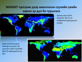 MAXENT програм дээр ажилласан сүүлийн үеийн
зарим үр дүн ба туршлага
Аргаль хонь (Ovis
ammon) ба д.т.д
өндөртэй харьцуулсан
үр дүн
Боролзой богширго
(Alauda arvensis) ба
жилийн нийт тунадас
(Bio12) харьцуулсан үр
дүн
 