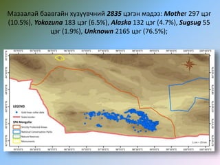 Мазаалай баавгайн хүзүүвчний 2835 цэгэн мэдээ: Mother 297 цэг
(10.5%), Yokozuna 183 цэг (6.5%), Alaska 132 цэг (4.7%), Sugsug 55
цэг (1.9%), Unknown 2165 цэг (76.5%);
 