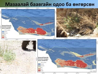 Мазаалай баавгайн одоо ба өнгөрсөн
 