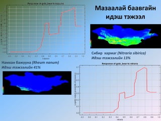 Мазаалай баавгайн
идэш тэжээл
Намхан бажууна (Rheum nanum)
Идэш тэжээлийн 41%
Сибир хармаг (Nitraria sibirica)
Идэш тэжээлийн 13%
 