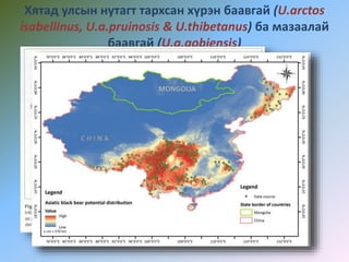 Хятад улсын нутагт тархсан хүрэн баавгай (U.arctos
isabellinus, U.a.pruinosis & U.thibetanus) ба мазаалай
баавгай (U.a.gobiensis)
 