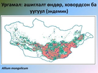 Ургамал: ашиглалт өндөр, ховордсон ба
уугуул (эндемик)
Allium mongolicum
 