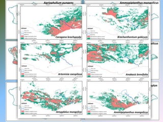 Agriophyllum pungens Ammopiptanthus mongolicus
Anabasis brevifolia Astragalus mongholicus
Cymbaria dahurica Zygophyllum_xanthoxylon
 