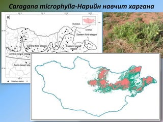 Caragana microphylla-Нарийн навчит харгана
 