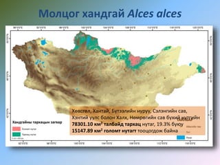 Молцог хандгай Alces alces
Хөвсгөл, Хантай, Бүтээлийн нуруу, Сэлэнгийн сав,
Хэнтий уулс болон Халх, Нөмрөгийн сав бүхий нутгийн
78301.10 км2 талбайд тархац нутаг, 19.3% буюу
15147.89 км2 голомт нутагт тооцогдож байна
 