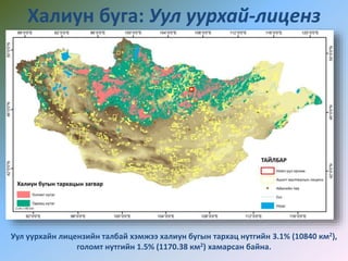 Халиун буга: Уул уурхай-лиценз
Уул уурхайн лицензийн талбай хэмжээ халиун бугын тархац нутгийн 3.1% (10840 км2),
голомт нутгийн 1.5% (1170.38 км2) хамарсан байна.
 