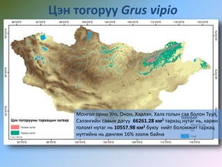 Цэн тогоруу Grus vipio
Монгол орны Улз, Онон, Хэрлэн, Халх голын сав болон Туул,
Сэлэнгийн савын дагуу 66261.28 км2 тархац нутаг нь, харин
голомт нутаг нь 10557.98 км2 буюу нийт боломжит тархац
нутгийнх нь дөнгөж 16% эзэлж байна
 