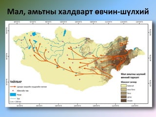 Мал, амьтны халдварт өвчин-шүлхий
 