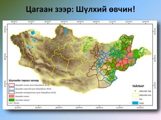 Цагаан зээр: Шүлхий өвчин!
 