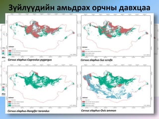 Зүйлүүдийн амьдрах орчны давхцаа
 