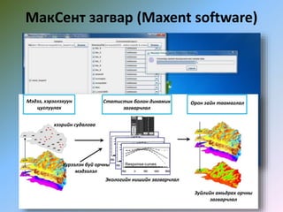 МакСент загвар (Maxent software)
 