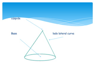 cúspide




Base      lado lateral curva
 