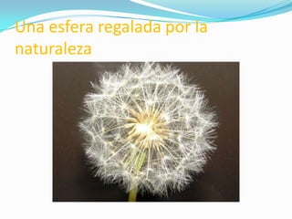 Una esfera regalada por la naturaleza