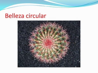 Belleza circular