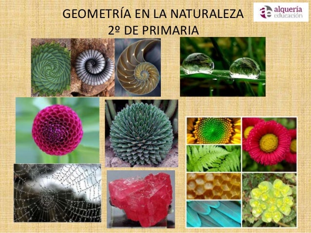 Geometría en la naturaleza