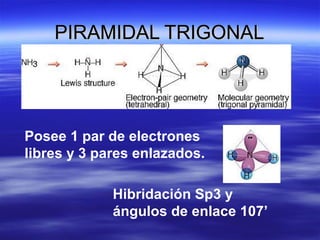PIRAMIDAL TRIGONAL




Posee 1 par de electrones
libres y 3 pares enlazados.

             Hibridación Sp3 y
             ángulos de enlace 107’
 