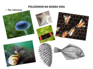 POLÍGONOS NA NOSSA VIDA
• Na natureza
 