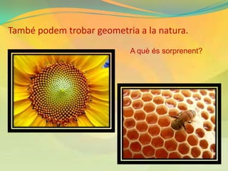 També podem trobar geometria a la natura.
                           A què és sorprenent?
 