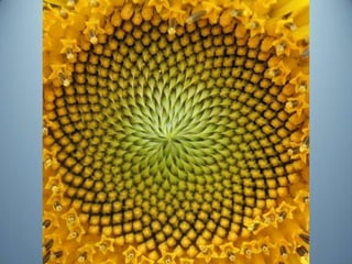 Geometria da Natureza