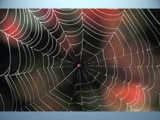 Geometria da Natureza