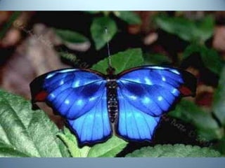 Geometria da Natureza