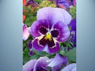 Geometria da Natureza