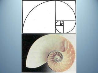 Geometria da Natureza