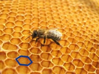 Geometria da Natureza