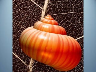 Geometria da Natureza