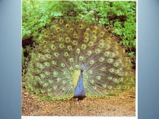 Geometria da Natureza