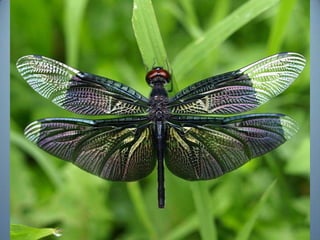 Geometria da Natureza