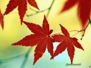 Geometria da Natureza