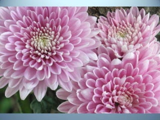 Geometria da Natureza