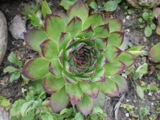 Geometria da Natureza