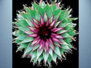 Geometria da Natureza