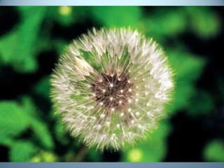 Geometria da Natureza