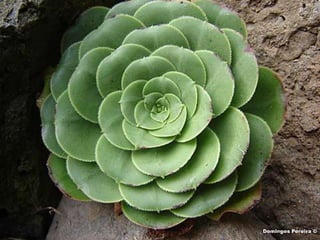 Geometria da Natureza