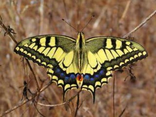 Geometria da Natureza