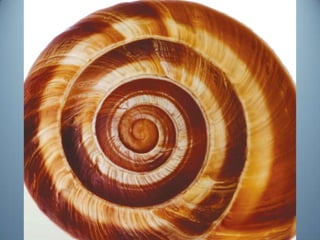 Geometria da Natureza