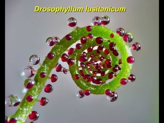 Drosophyllum lusitanicumDrosophyllum lusitanicum
 